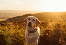 white dog on sands between leafed plants