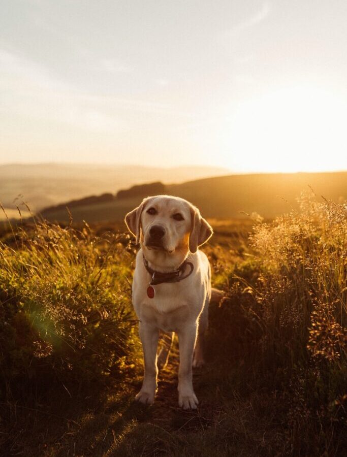 white dog on sands between leafed plants