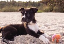 short-coated black and white puppy playing on gray sands