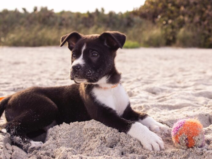 short-coated black and white puppy playing on gray sands