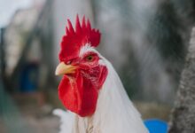 white rooster in tilt shift lens