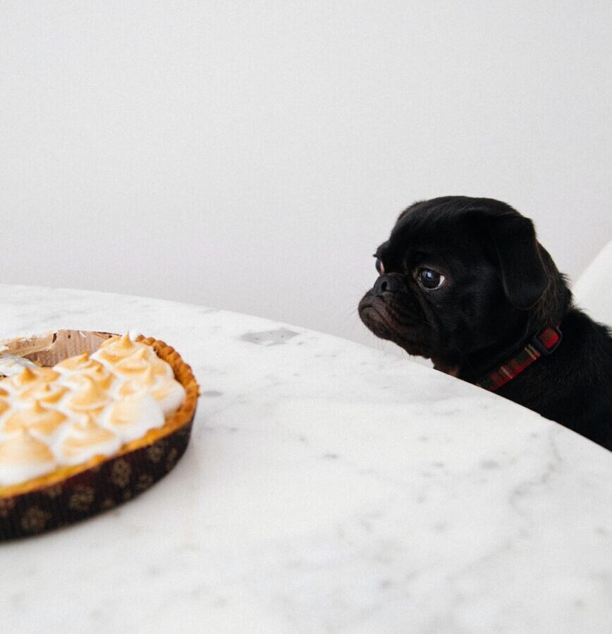 black puppy looking at cupcakes