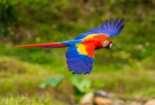 blue and red macaw on brown tree branch during daytime
