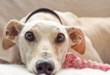 beige dog lying on white textile