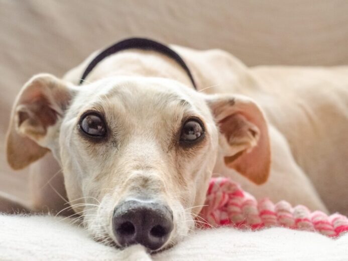 beige dog lying on white textile