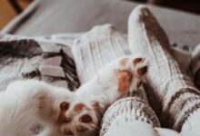 white long haired small sized dog lying on white and black textile