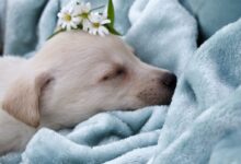 white short coated dog on white textile