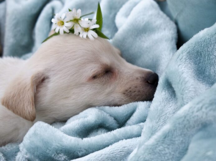 white short coated dog on white textile