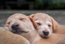 yellow labrador retriever puppy on focus photo