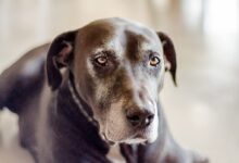 black short coat large dog