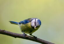 blue and white bird on brown tree branch