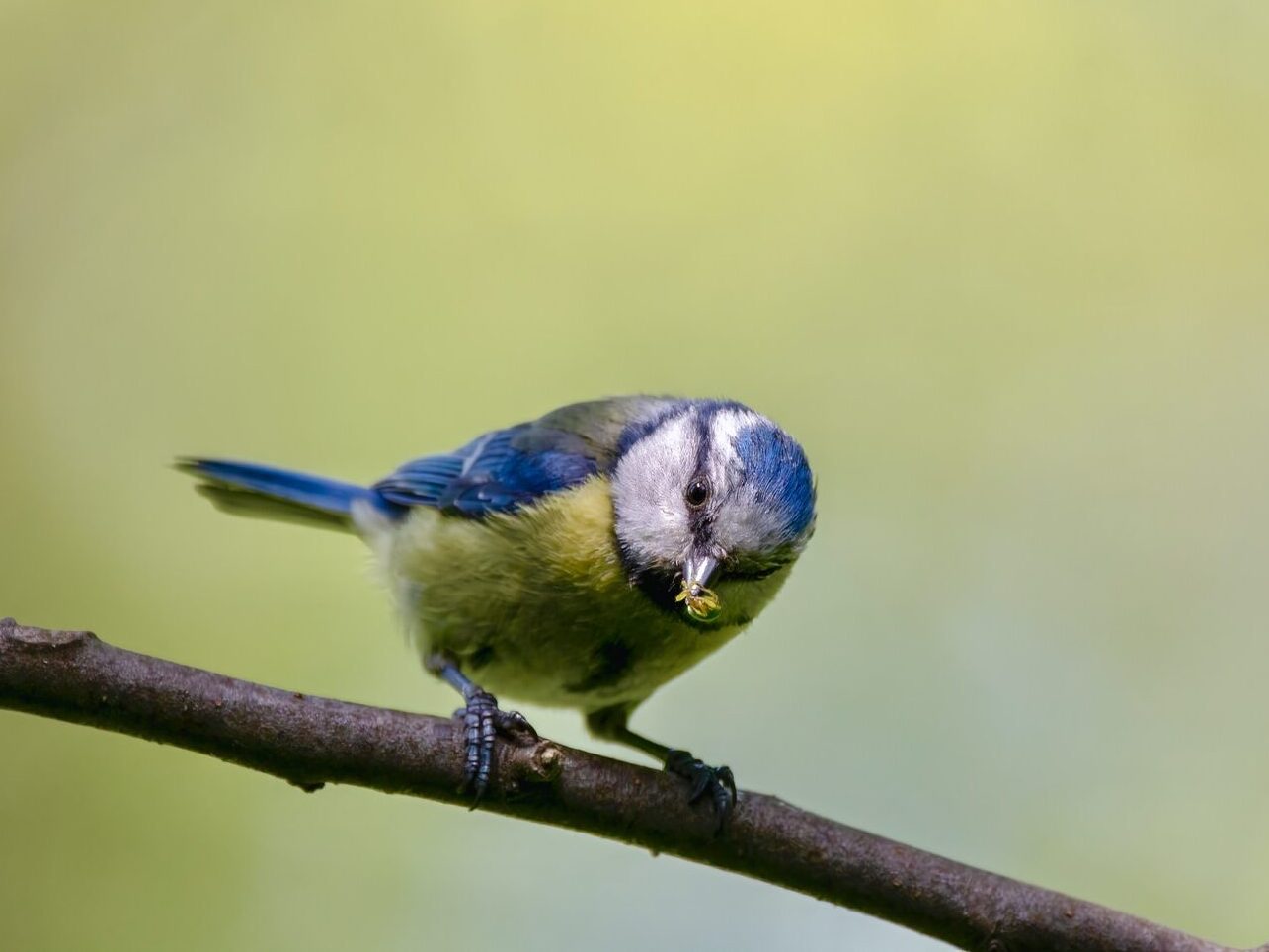blue and white bird on brown tree branch