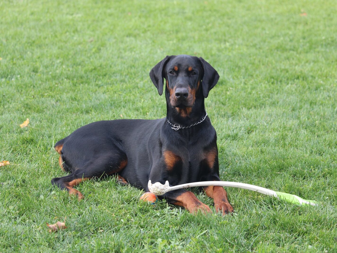 Laith Abushaar - NeposlušnéTlapky short-coated black dog