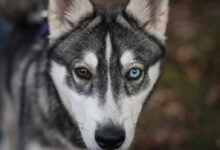 shallow focus photography of black and white dog