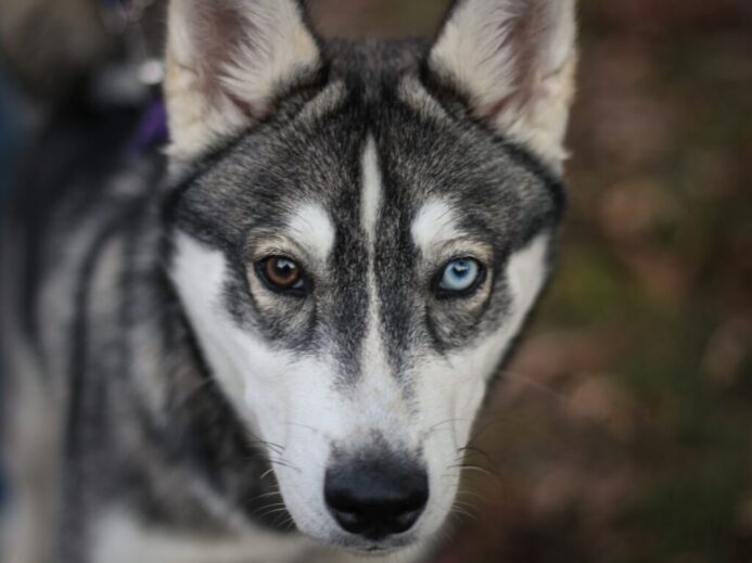 shallow focus photography of black and white dog