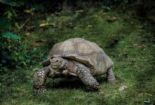 gray tortoise walking on green grass field