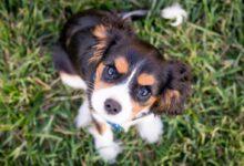 brown dog on grass looking at camera