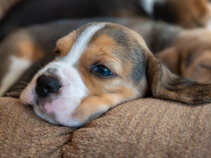 tricolor beagle puppy lying on brown textile