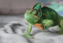 green chameleon lifting left leg