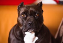 selective focus photography of brown and white American pit bull terrier