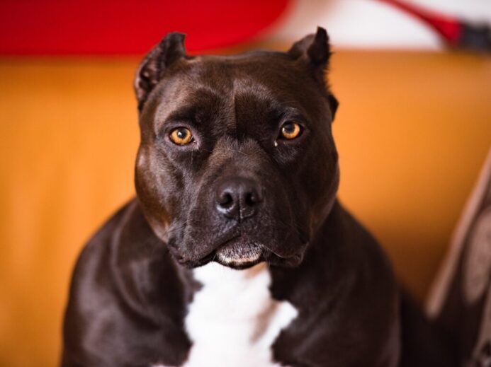 selective focus photography of brown and white American pit bull terrier