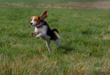 beagle leap on grass field