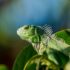 selective focus photo of green iguana