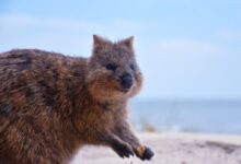 selective focus photography of brown rodent