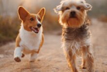 two brown and white dogs running dirt road during daytime