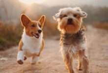 two brown and white dogs running dirt road during daytime