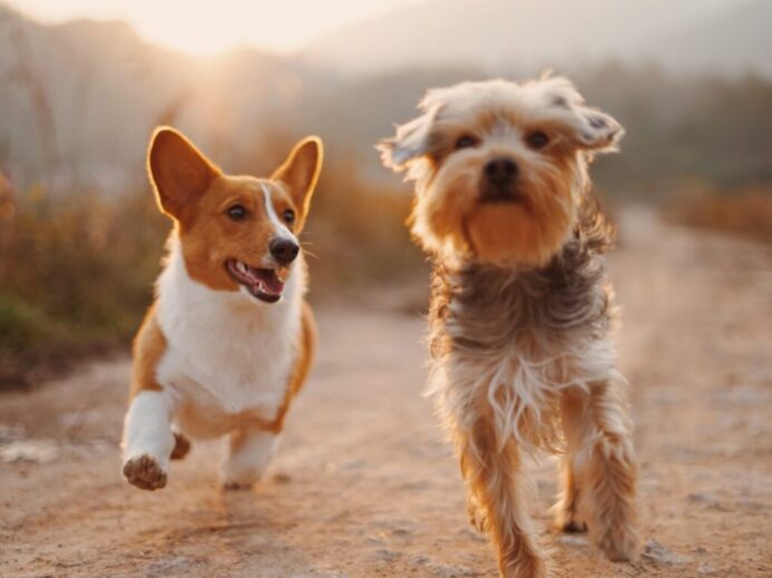 two brown and white dogs running dirt road during daytime