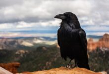 black crow on brown rock under cloudy sky at daytime