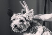 white and black long coated small dog