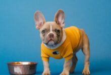 brown french bulldog in yellow shirt holding blue ceramic mug