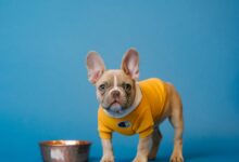 brown french bulldog in yellow shirt holding blue ceramic mug