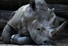 grey rhino lying beside grey cut logs