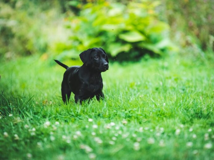 black puppy
