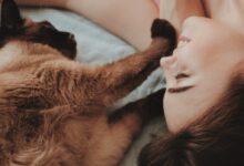 woman lying beside brown cat