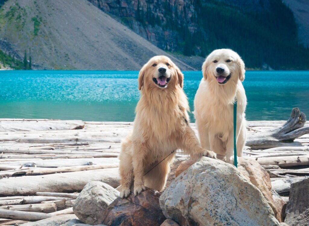 two adult golden and light golden retrievers on rock during day