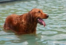 golden retriever on water during daytime