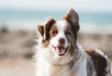 white and brown long coat large dog
