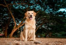 golden retriever sitting on ground during daytime
