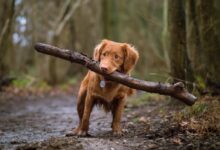 dog biting brown wood on road