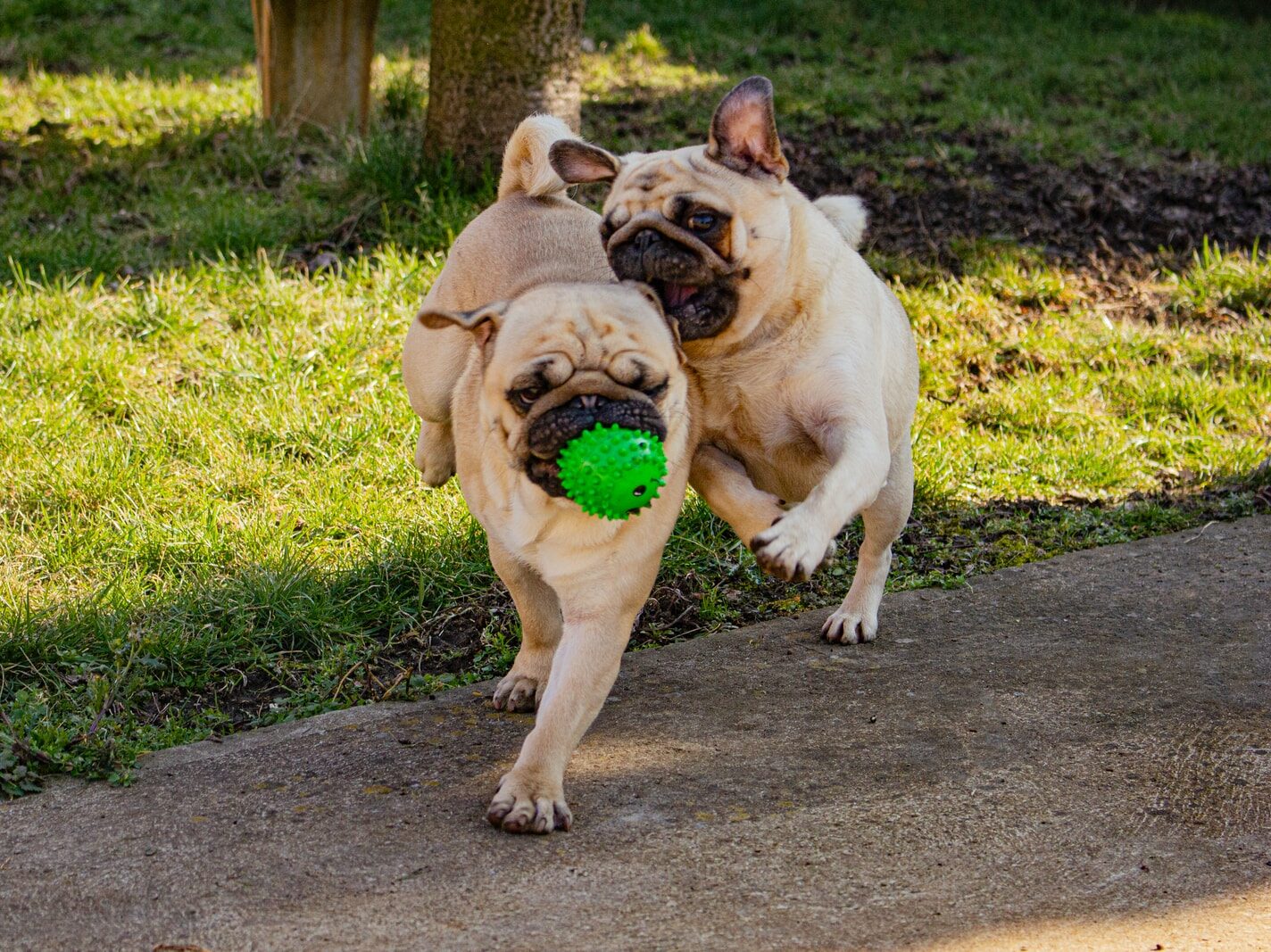 - NeposlušnéTlapky fawn pug playing with ball on the ground