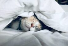white cat sleeps under white comforter