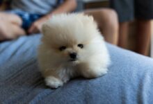 brown pomeranian puppy on blue textile