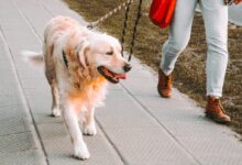 person walking beside Golden retriever on the street