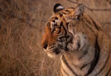 tiger on brown grass during daytime