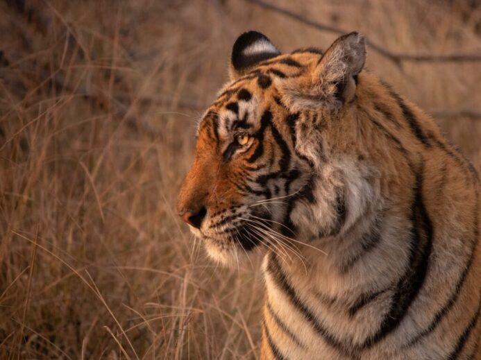 tiger on brown grass during daytime