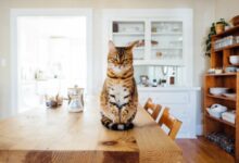 orange and white tabby cat sitting on brown wooden table in kitchen room
